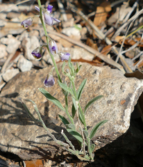 Hebecarpa barbeyana