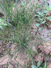 Equisetum bogotense