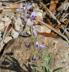 Hebecarpa barbeyana