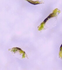 Willeya diffractella