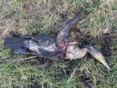 Phalacrocorax carbo sinensis