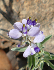 Hebecarpa barbeyana