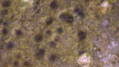 Willeya diffractella