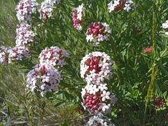 Stellera chamaejasme