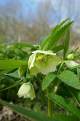 Helleborus viridis