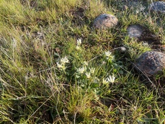 Dodecatheon