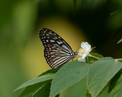Ideopsis vulgaris