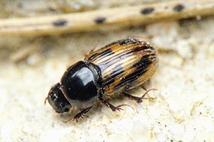 Chilothorax