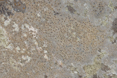 Willeya diffractella