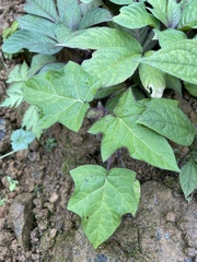 Solanum acerifolium