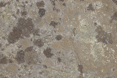 Willeya diffractella