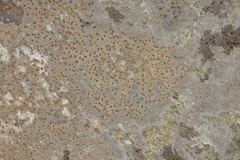 Willeya diffractella