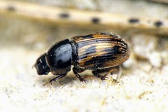 Chilothorax