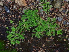 Cotula australis image