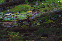 Myiothlypis fulvicauda