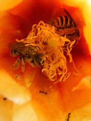 Diadasia