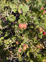 Arctostaphylos pechoensis