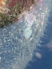 Cadlina flavomaculata