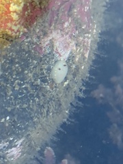 Cadlina flavomaculata