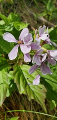 Cardamine constancei