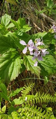 Cardamine constancei