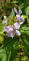 Cardamine constancei