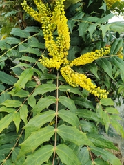 Berberis nervosa