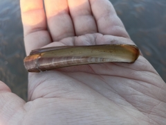 Ensis