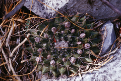 Mammillaria meiacantha