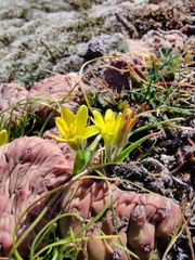 Gagea bohemica