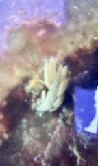 Trinchesia albocrusta