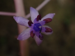 Scilla latifolia image