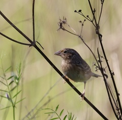 Ammodramus savannarum