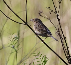 Ammodramus savannarum