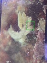 Trinchesia albocrusta