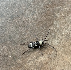 Megacyllene antennata