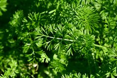 Daucus carota