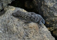 Tarentola delalandii