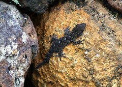 Tarentola delalandii