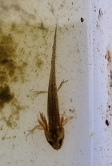 Pleurodelinae