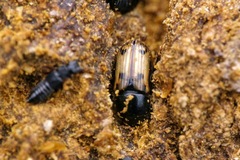 Chilothorax