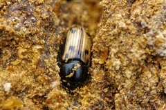 Chilothorax