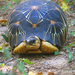 Astrochelys - Photo (c) Teague O'Mara, some rights reserved (CC BY-NC-ND)