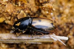 Chilothorax