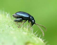 Aphthona