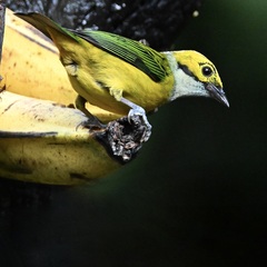 Tangara icterocephala