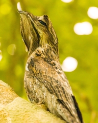 Nyctibius jamaicensis
