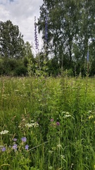 Delphinium retropilosum