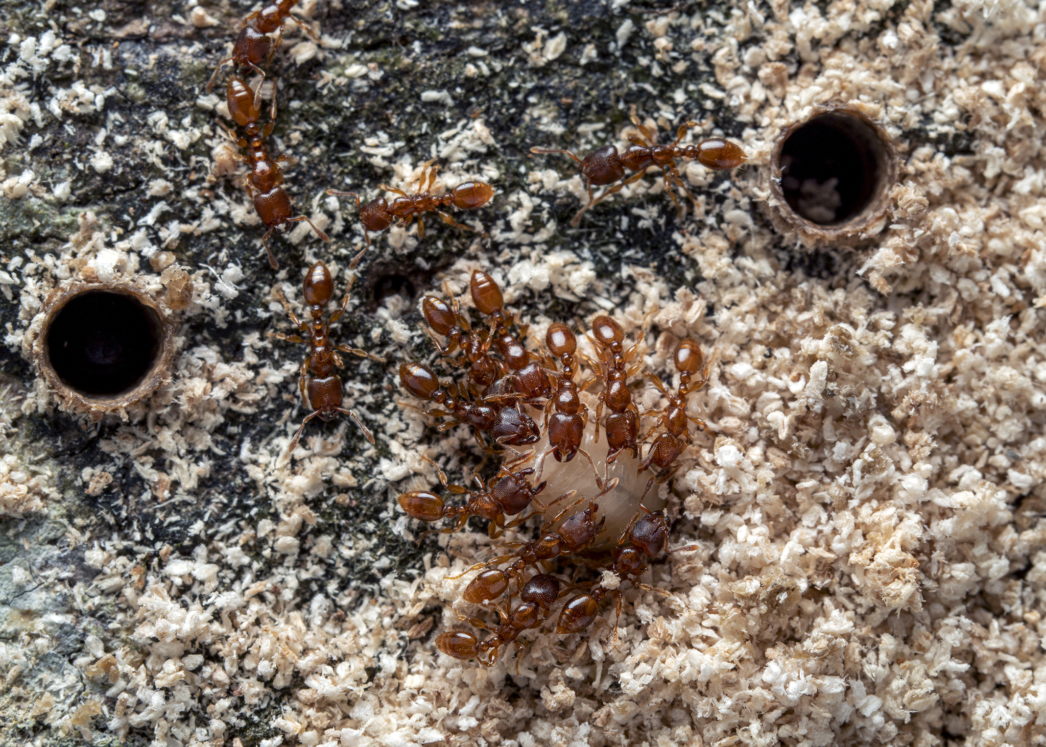 Vollenhovia oblonga