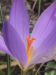 Crocus etruscus